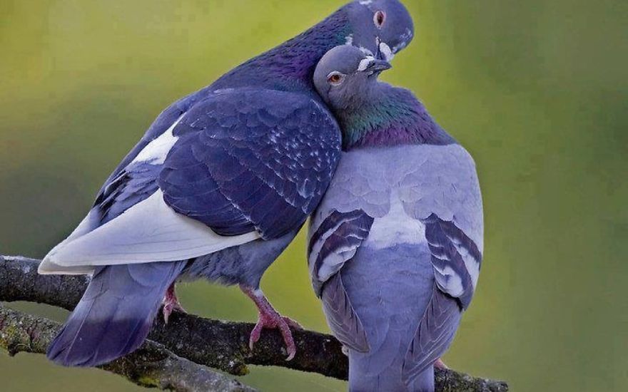 Pigeons In Love