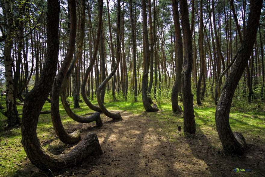 Crooked Forest, Poland