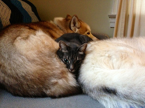 Cat Using Dog As A Pillow
