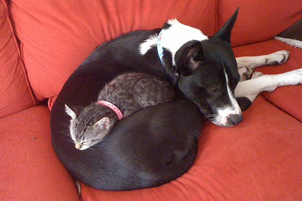 Cat Using Dog As A Pillow