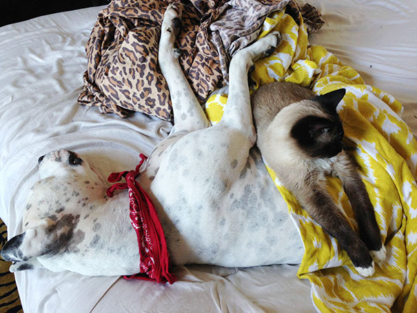 Cat Using Dog As A Pillow