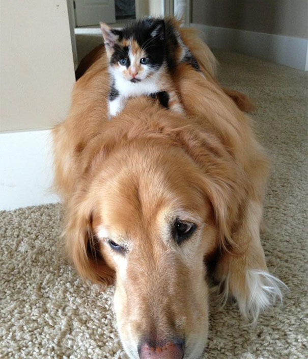 Cat Using Dog As A Pillow