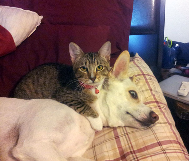 Cat Using Dog As A Pillow