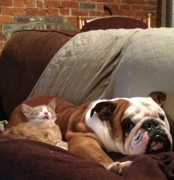 Cat Using Dog As A Pillow