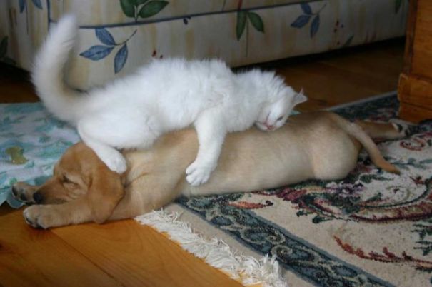 Cat Using Dog As A Pillow