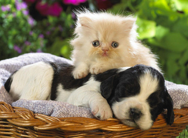 Cat Using Dog As A Pillow