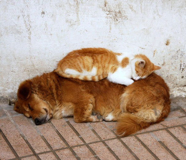 Cat Using Dog As A Pillow