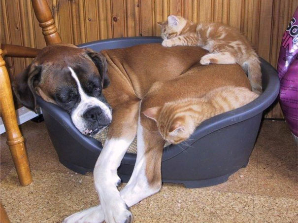 Cat Using Dog As A Pillow