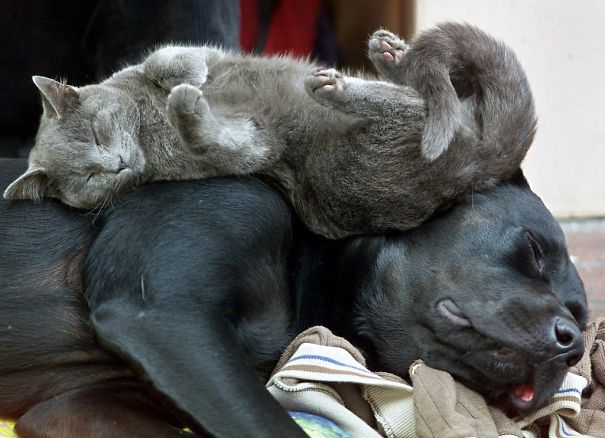 Cat Using Dog As A Pillow