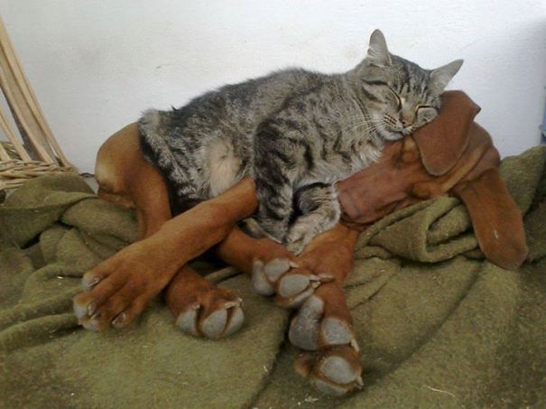 Cat Using Dog As A Pillow