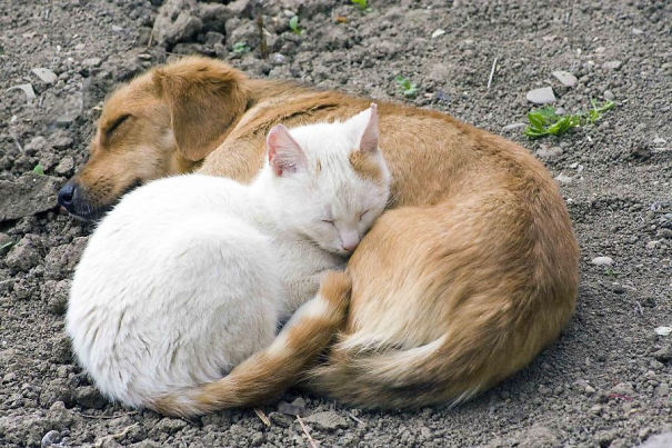 Cat Using Dog As A Pillow