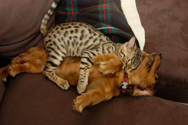 Cat Using Dog As A Pillow