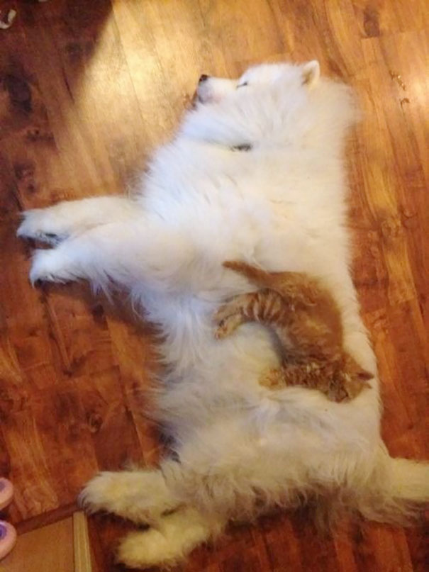 Cat Using Dog As A Pillow