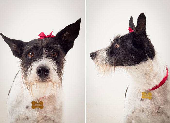 cute-dogs-photography-juliana-frug-4