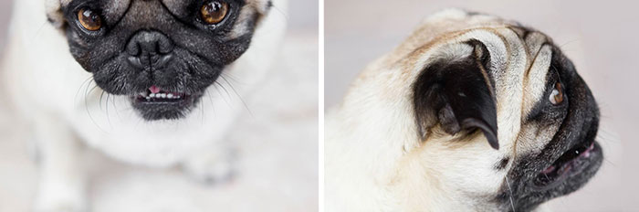 cute-dogs-photography-juliana-frug-5