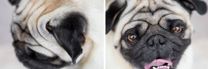 cute-dogs-photography-juliana-frug-6