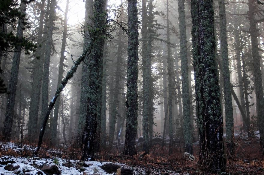 Cyprus - Troodos National Forest Park