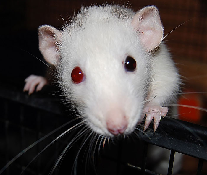 Rat