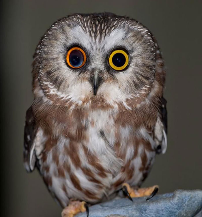 Owl