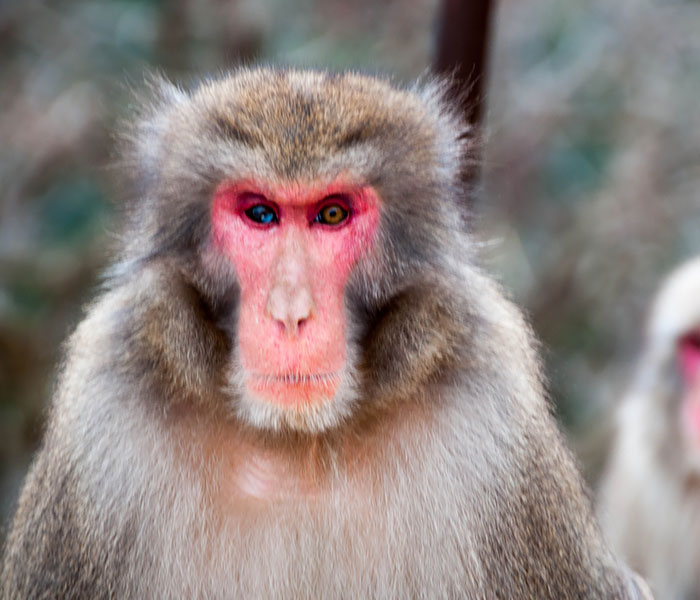 Macaque