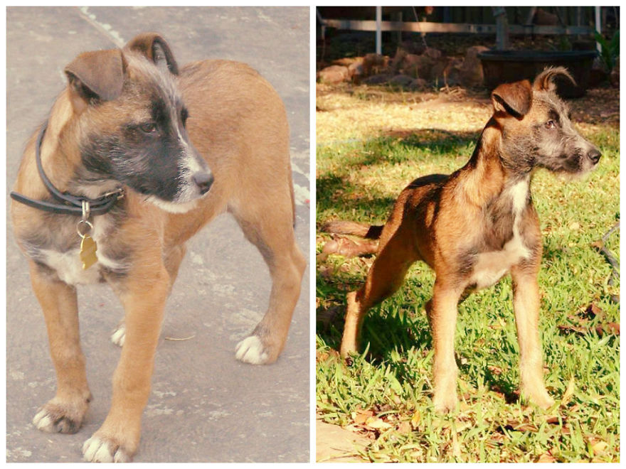 Before And After Photos Of My Rescued Dogs Before And After Photos Of My Rescued Dogs