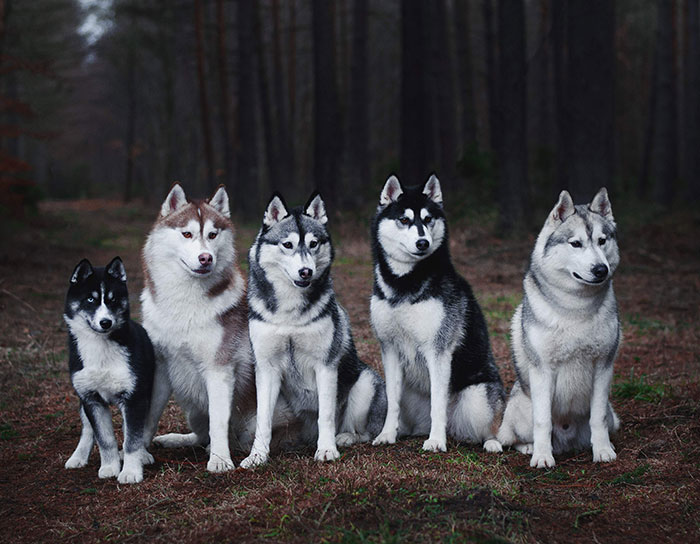 My Passion Is Taking Portraits Of Dogs