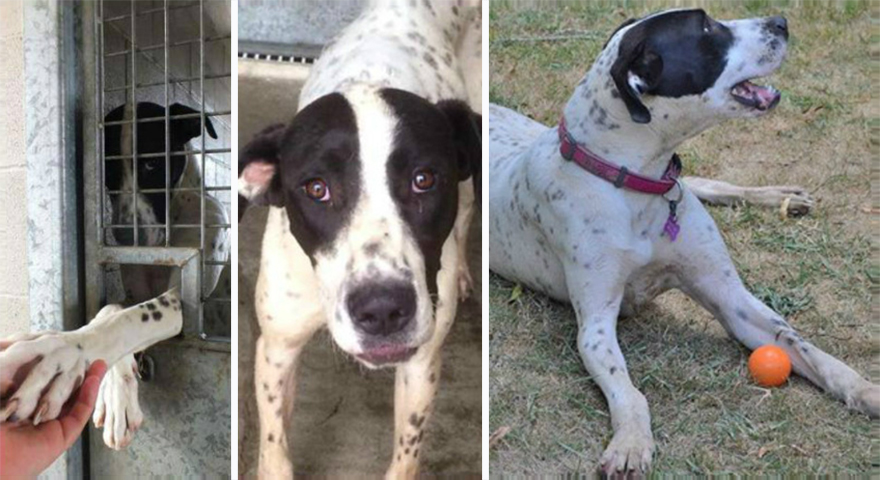 dog-rescue-before-after-karmen-bonnici-5