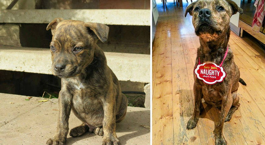 dog-rescue-before-after-karmen-bonnici-6 dog-rescue-before-after-karmen-bonnici-6