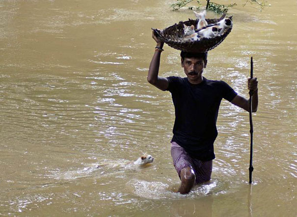 A Man Carries Kittens On A Basket Towards Dry Land