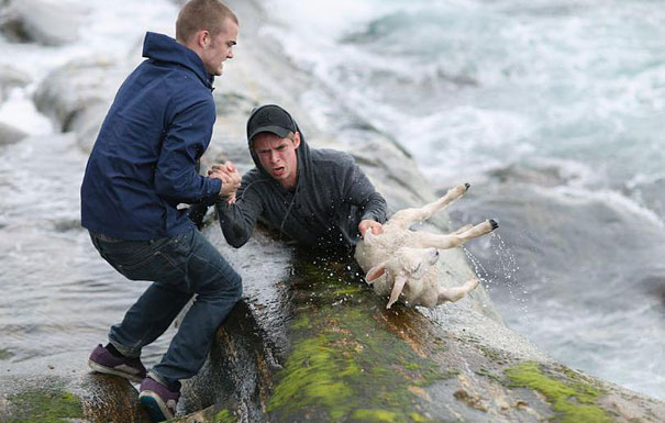 Two Norwegian Guys Rescuing A Baby Lamb Drowning In The Ocean
