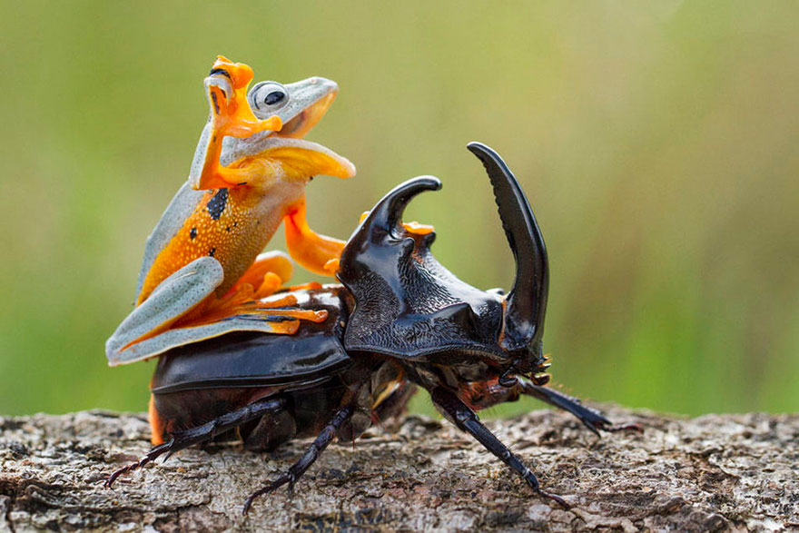 frog-riding-beetle-hendy-mp-2 frog-riding-beetle-hendy-mp-2