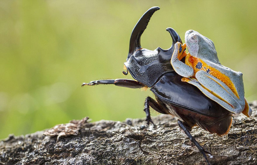 frog-riding-beetle-hendy-mp-3 frog-riding-beetle-hendy-mp-3