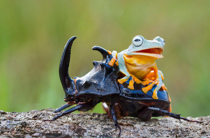frog-riding-beetle-hendy-mp-6 frog-riding-beetle-hendy-mp-6