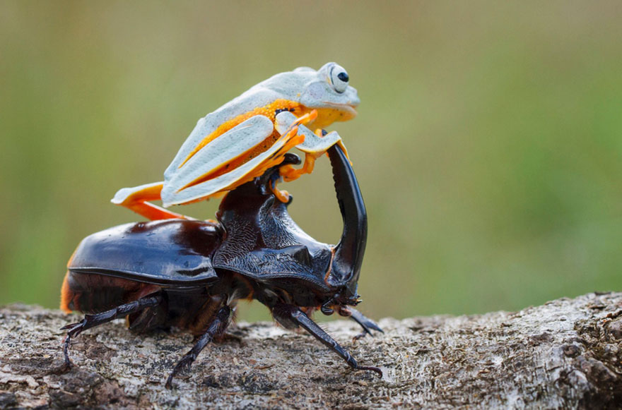 frog-riding-beetle-hendy-mp-7 frog-riding-beetle-hendy-mp-7