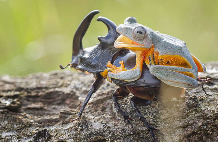 frog-riding-beetle-hendy-mp-9 frog-riding-beetle-hendy-mp-9