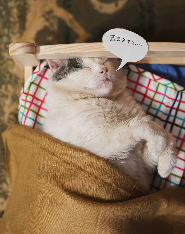 I Photograph Animals Pretending To Be Human To Make Your Week Better