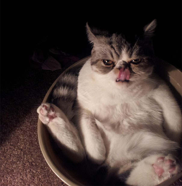 Cat That Is Secretly Plotting To Kill You