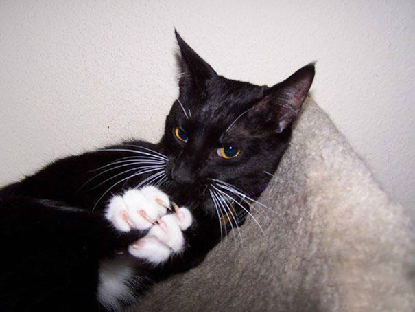 Cat That Is Secretly Plotting To Kill You