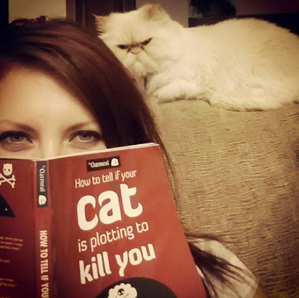 Cat That Is Secretly Plotting To Kill You