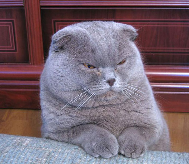 Cat That Is Secretly Plotting To Kill You