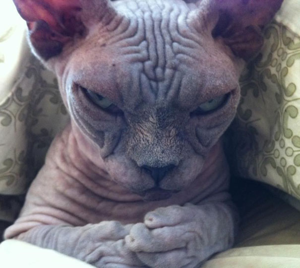 Cat That Is Secretly Plotting To Kill You