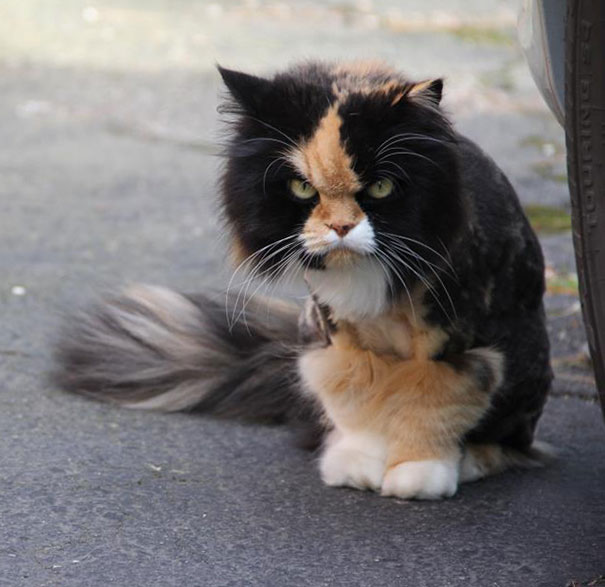 Cat That Is Secretly Plotting To Kill You