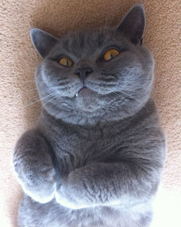 Cat That Is Secretly Plotting To Kill You