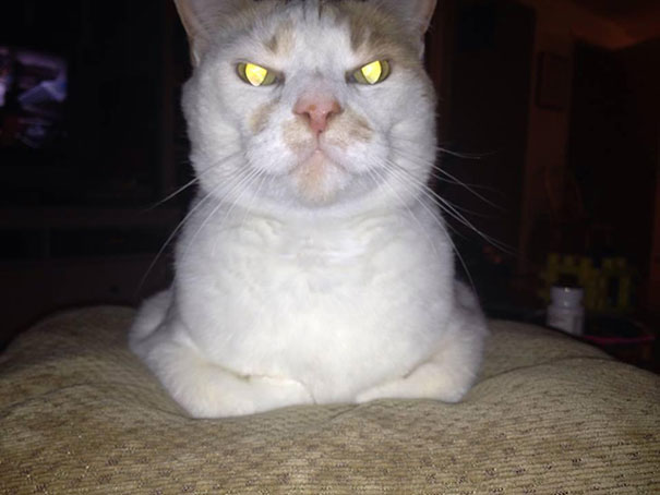 Cat That Is Secretly Plotting To Kill You