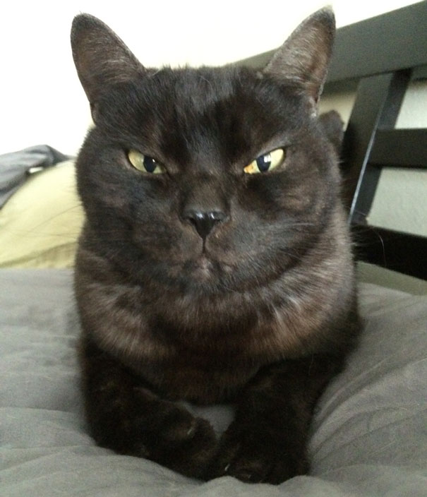 Cat That Is Secretly Plotting To Kill You