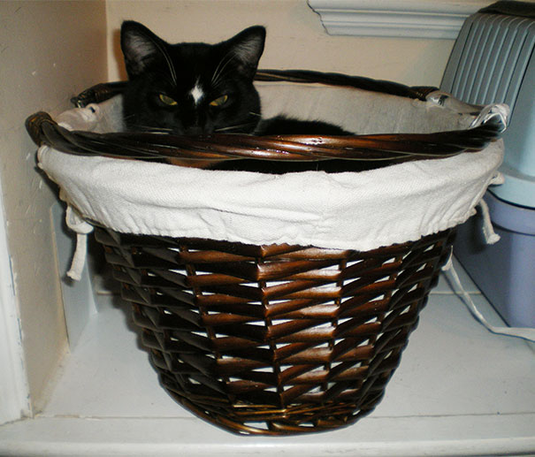 Cat That Is Secretly Plotting To Kill You