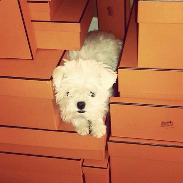 funny-rich-dogs-instagram-kaylin-pound-26