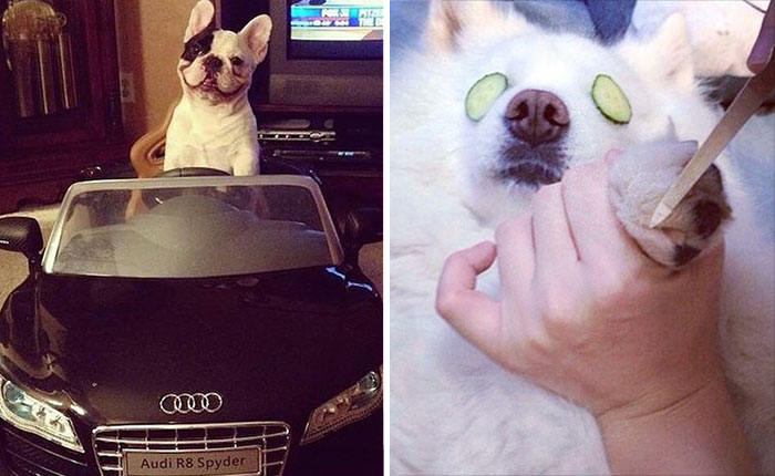 Rich Dogs Of Instagram: The Proof That Pups Live Better Than Humans