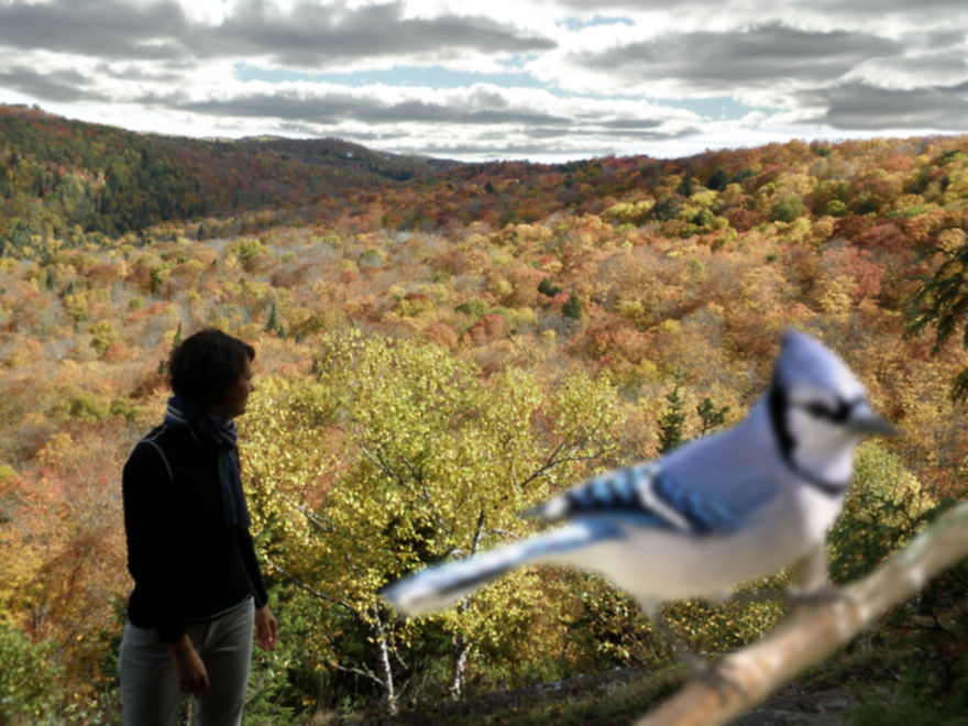 Birds In The Foreground With Me In The Background - Photomontages.