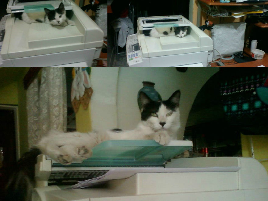 Creando Un Ejercito De Clones (un Gato Que Parece Un Panda Y Se Llama Pez)